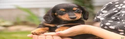 Miniature Dachshund dogs for sale: Bucky - Ad 8