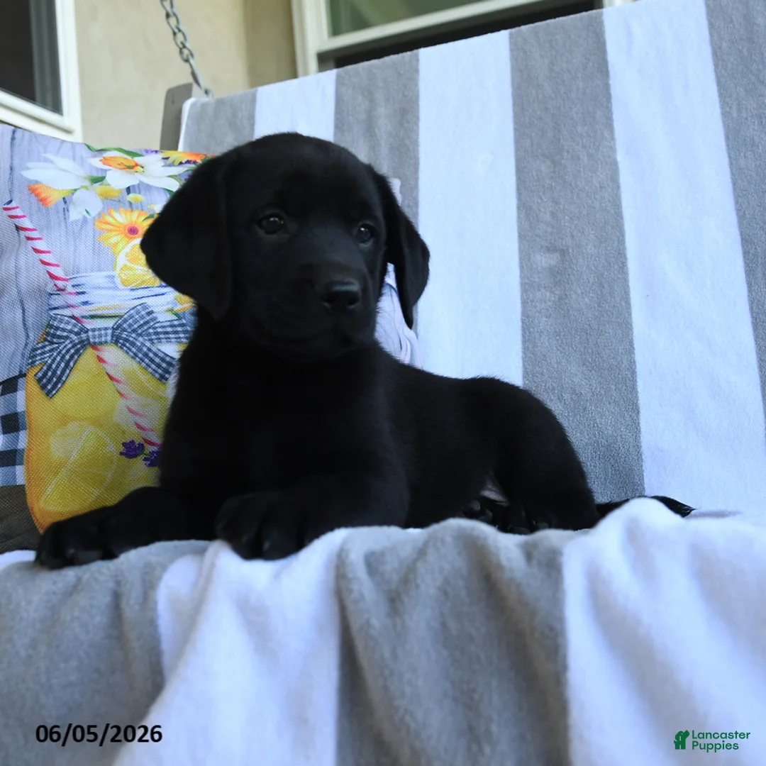 Labrador Retriever dogs for sale: Charlotte - Ad 2