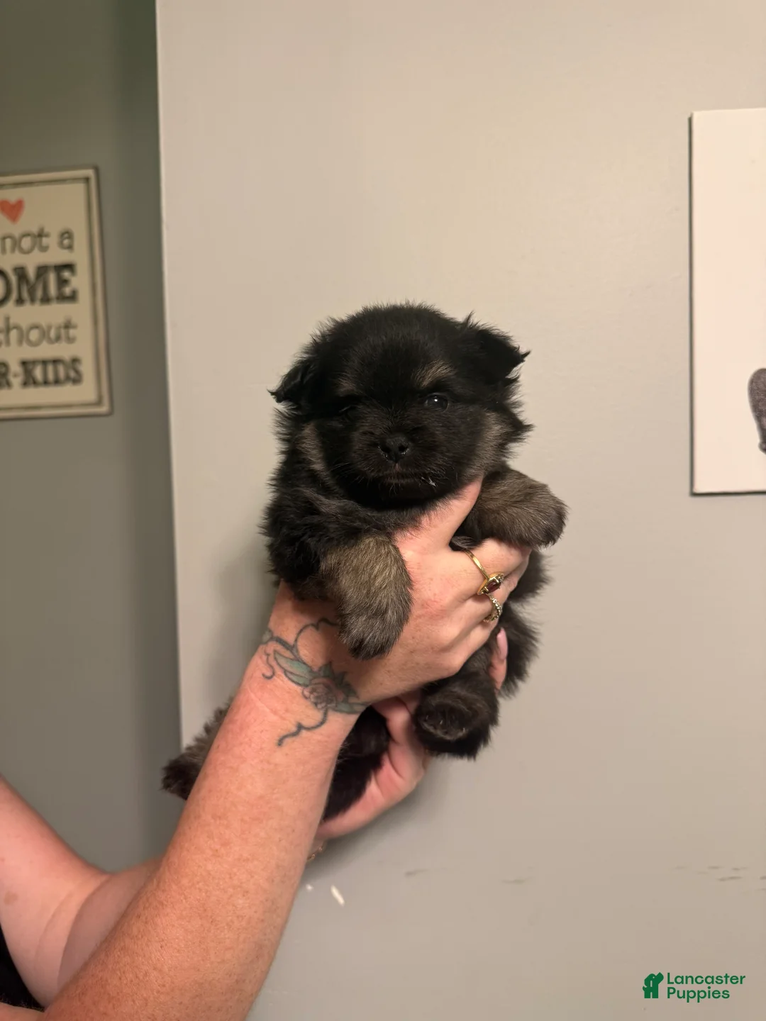 Pomeranian dogs for sale: Grizzly - Ad 1