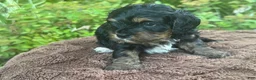 Mixed Breed dogs for sale: Purple Munchkin Bernedoodle  - Ad 6