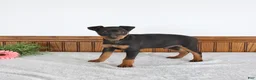 Miniature Pinscher dogs for sale: Jasper - Ad 3