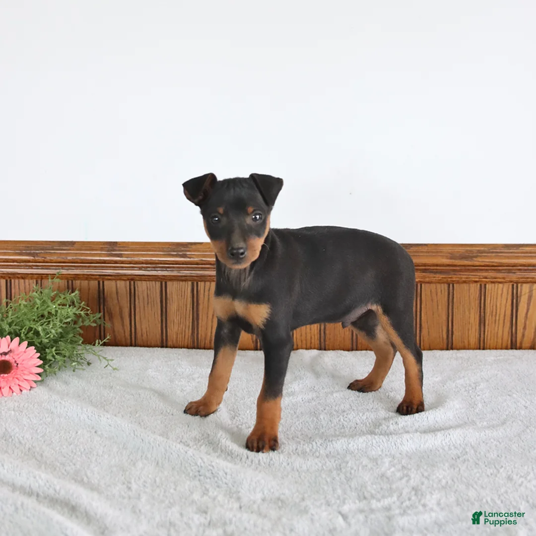Miniature Pinscher dogs for sale: Jasper - Ad 3
