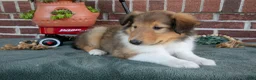 Collie dogs for sale: Jane - Ad 3