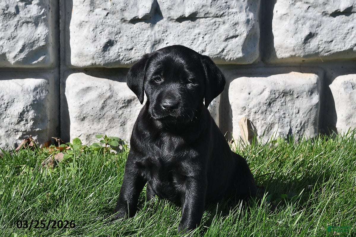 Labrador Retriever dogs Chloe - Ad 1