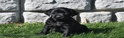 Labrador Retriever dogs for sale: Chloe - Ad 1