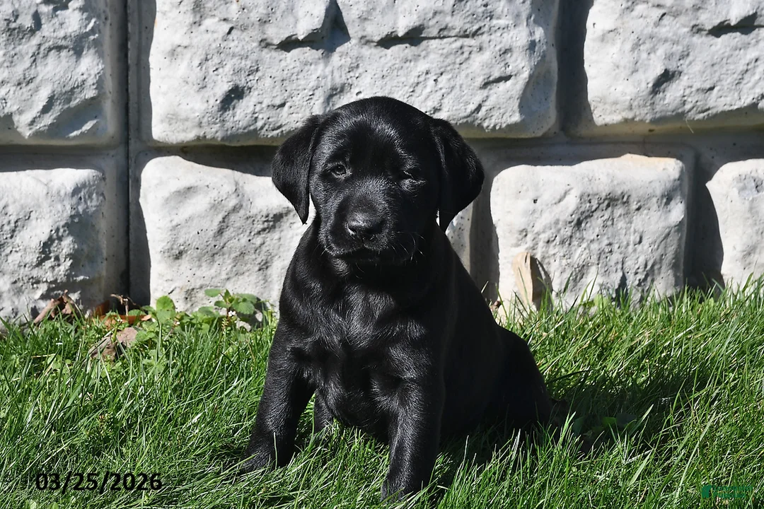 Labrador Retriever dogs for sale: Chloe - Ad 1