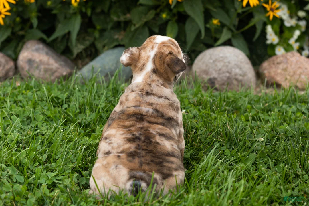 English Bulldog dogs for sale: Buster  - Ad 7
