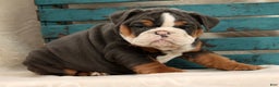 English Bulldog dogs for sale: Sierra - Ad 9
