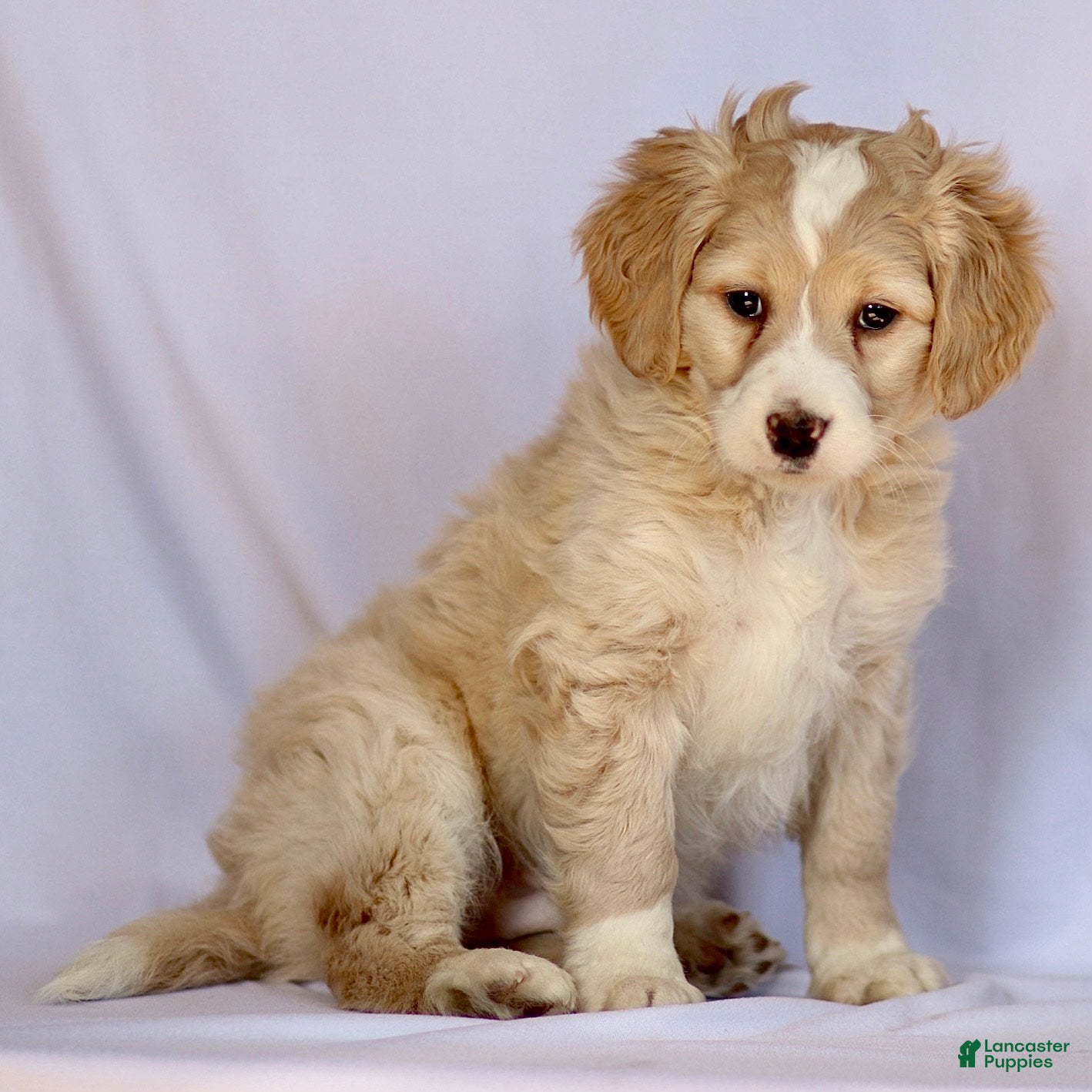 Mini Bernedoodle dogs Barney - Ad 2