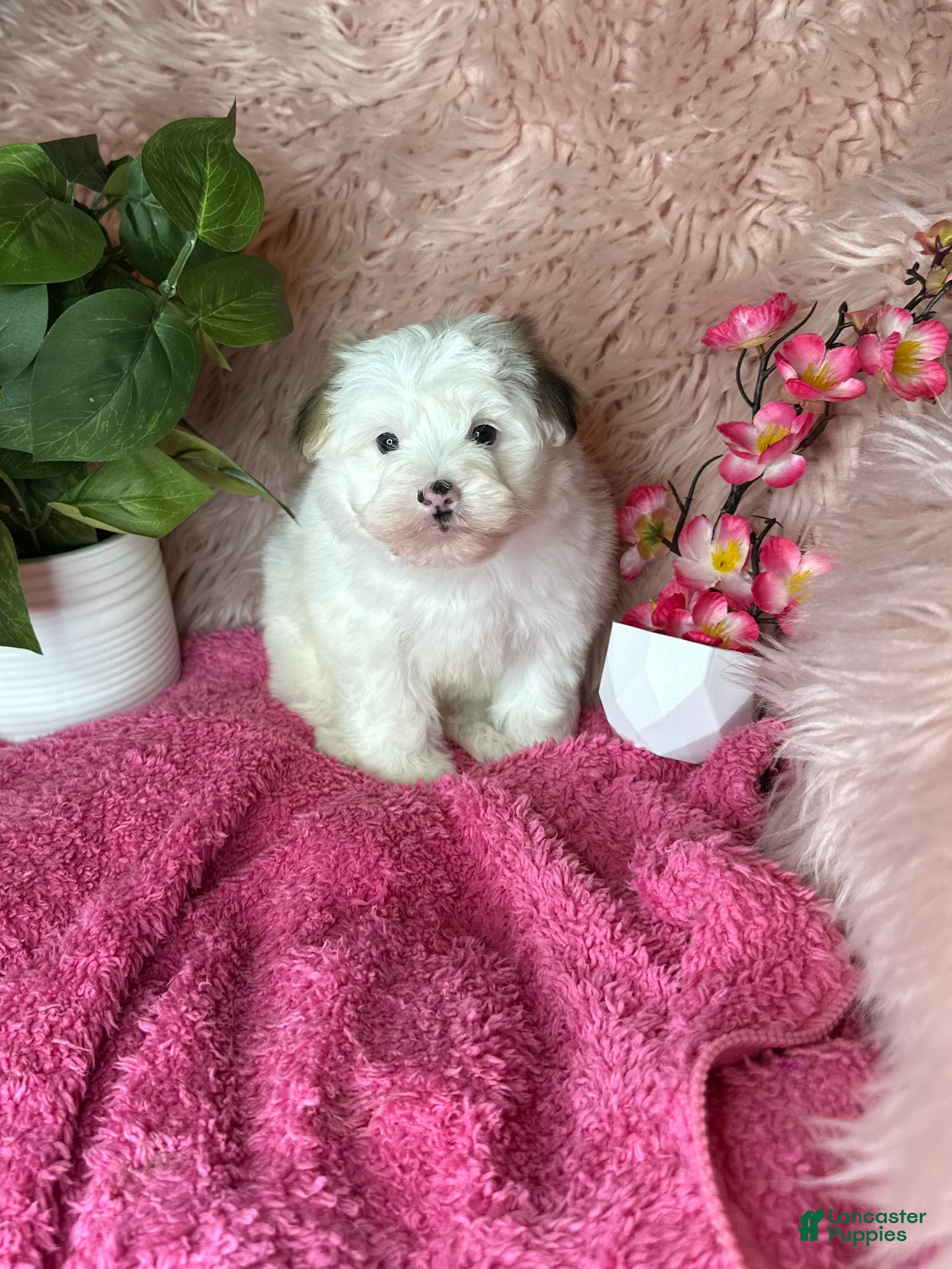 Morkie dogs for sale: Sissy - Ad 2