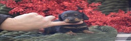 Miniature Dachshund dogs for sale: Abigail - Ad 2