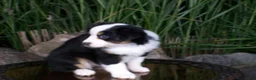 Miniature Australian Shepherd dogs for sale: Rosie - Ad 5