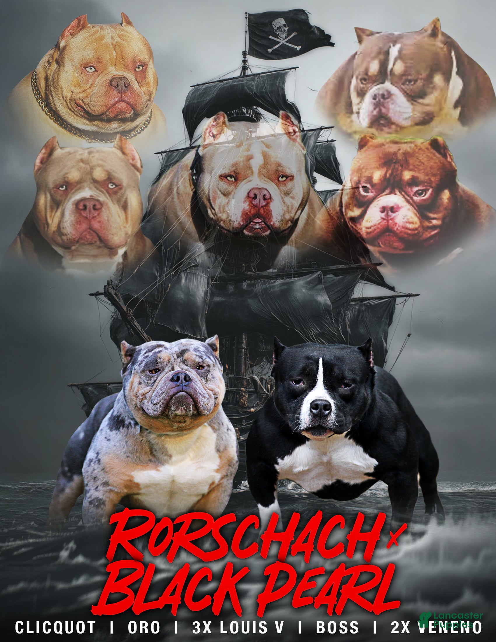 American Bully dogs Female - Ad 1