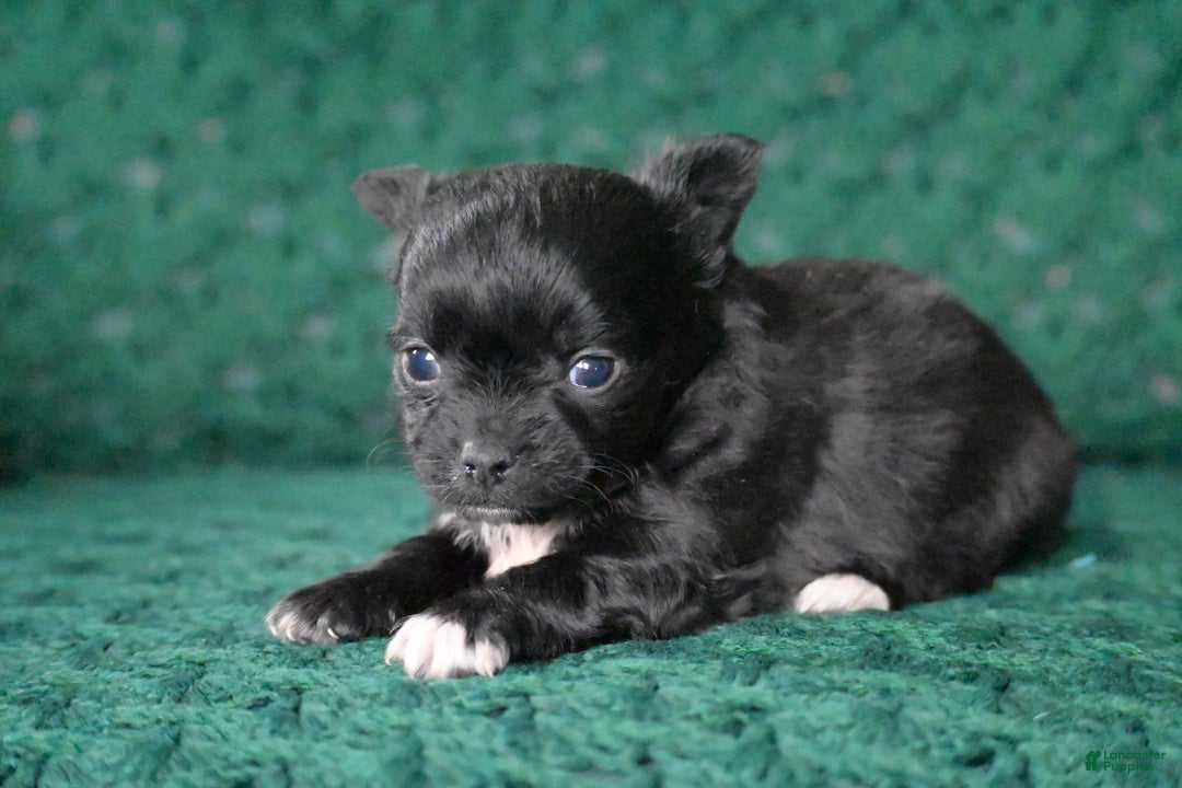 Chihuahua dogs for sale: Cooper - Ad 3