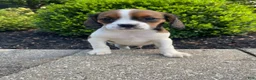 Mixed Breed dogs for sale: Chance - Ad 4