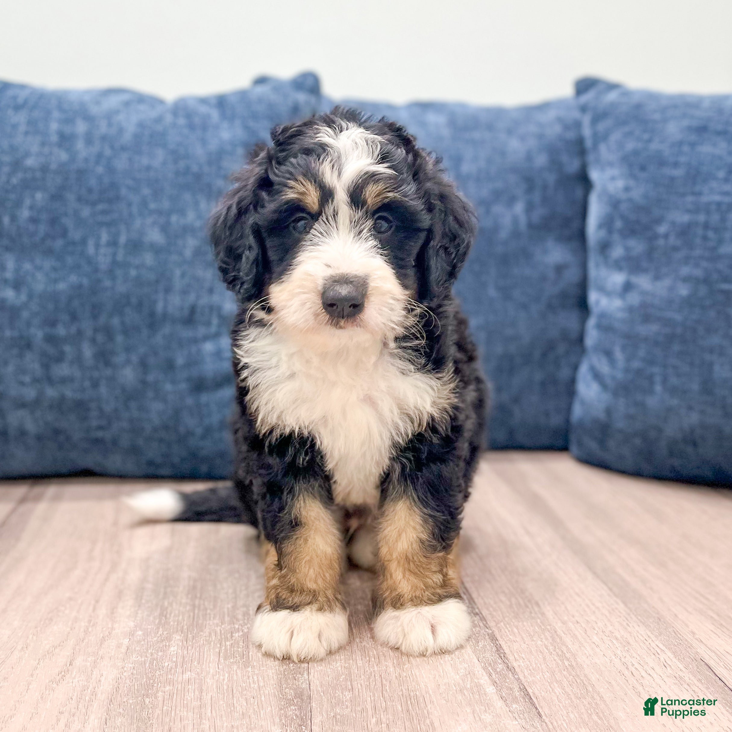 Mini Bernedoodle dogs Tucker - Ad 1