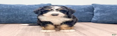 Tucker