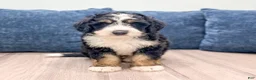 Mini Bernedoodle dogs for sale: Tucker - Ad 1