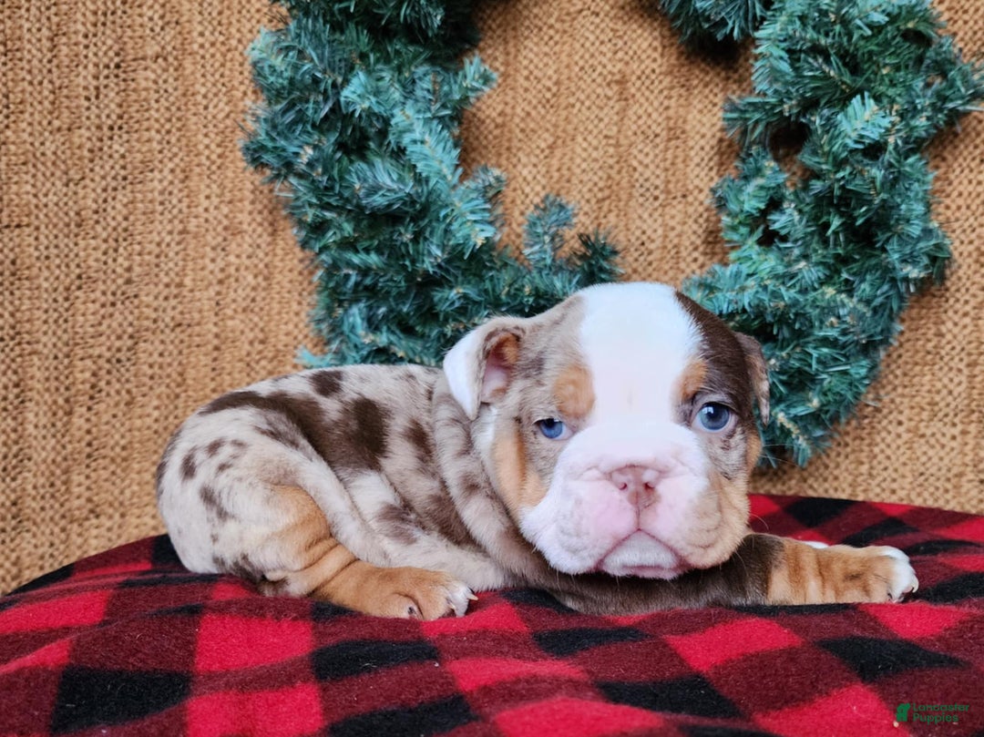 English Bulldog dogs for sale: Forrest - Ad 3
