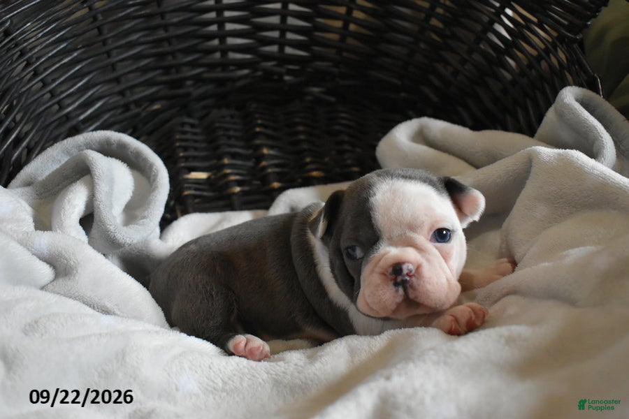 Frenchton dogs Otto - Ad 2
