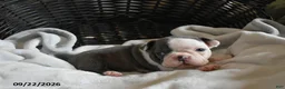 Frenchton dogs for sale: Otto - Ad 2