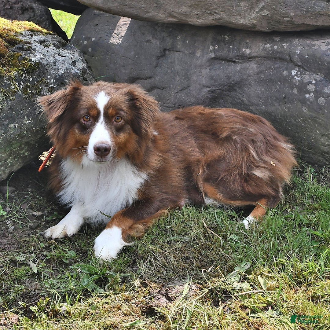 Miniature Australian Shepherd dogs for sale: Diamond - Ad 6