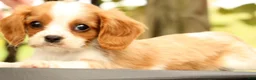 Cavalier King Charles Spaniel dogs for sale: Vinny - Ad 9