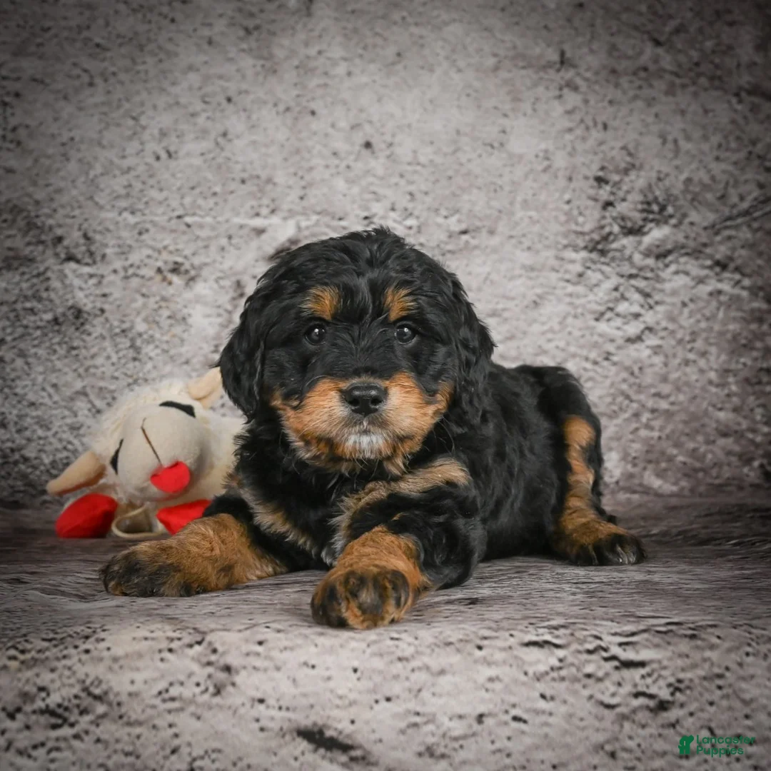 Mini Goldendoodle dogs for sale: Madison - Ad 6