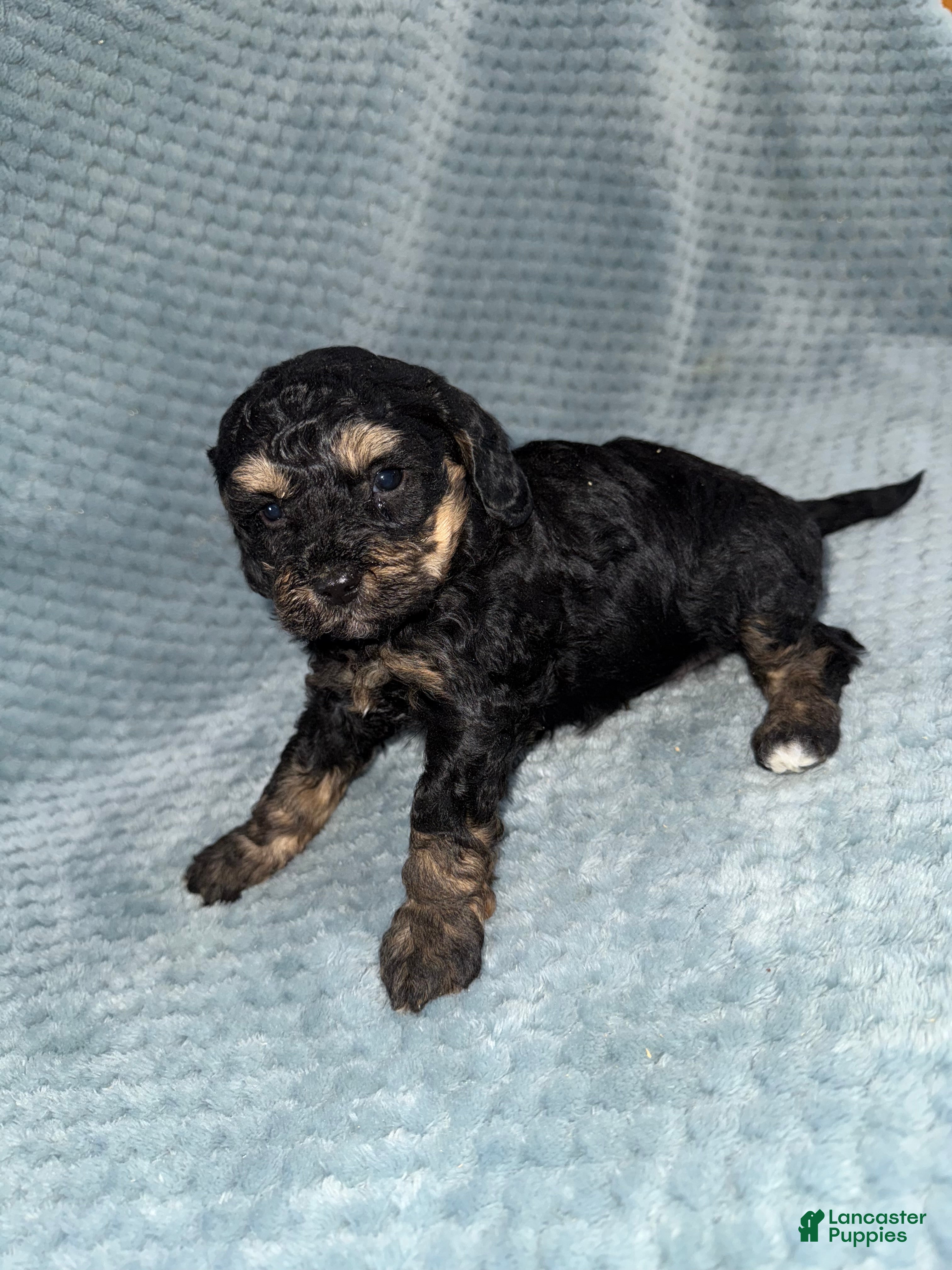Cavapoo dogs Cavapoo Puppy 4 - Ad 23