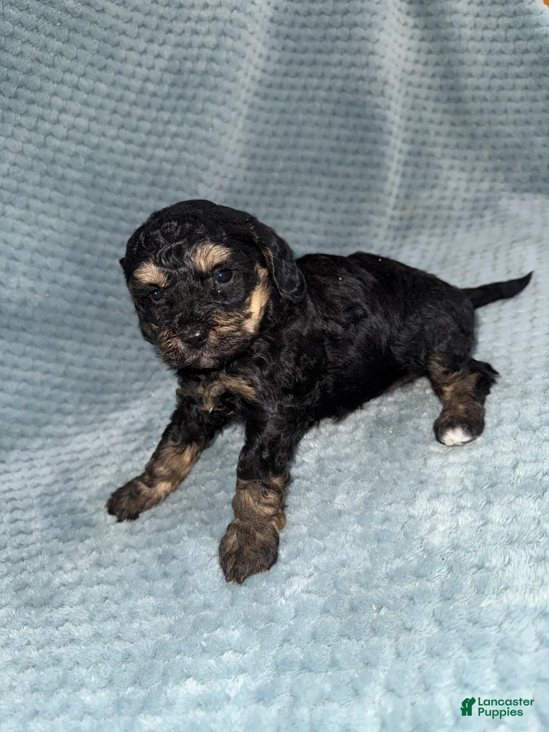 Cavapoo dogs for sale: Cavapoo Puppy 4 - Ad 1