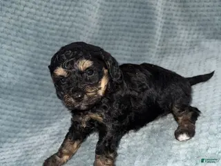 Cavapoo dogs Cavapoo Puppy 4 - Ad 14