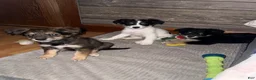 Mixed Breed dogs for sale: Mixed Breed Puppy 5 - Ad 5