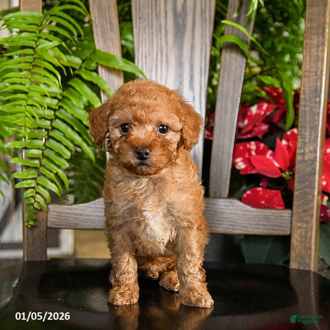Toy Poodle dogs for sale: Wiggles - Ad 4