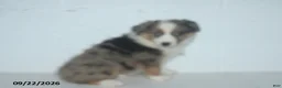 Australian Shepherd dogs for sale: Bronx - Ad 3