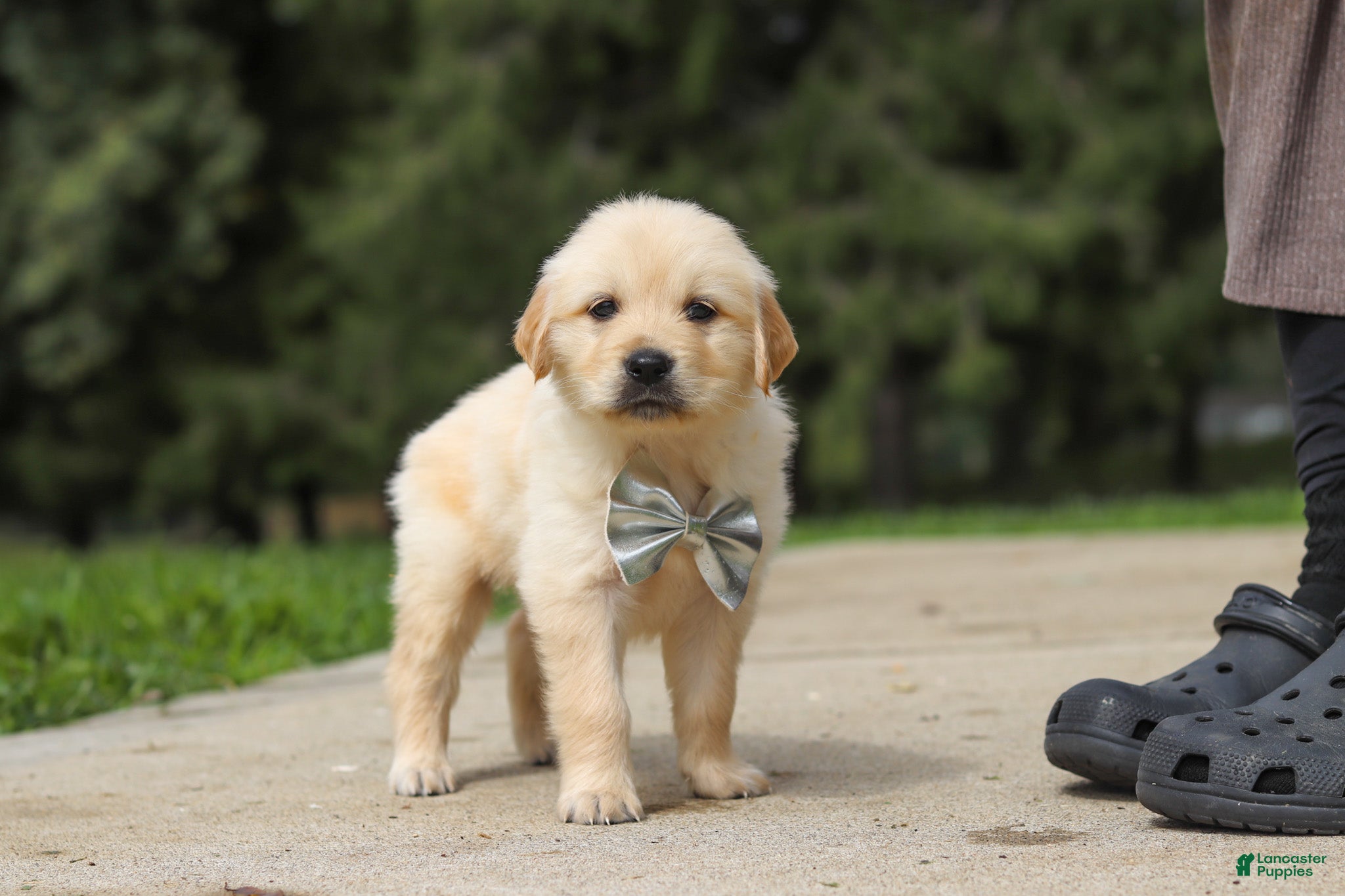 Golden Retriever dogs Baxter - Ad 1