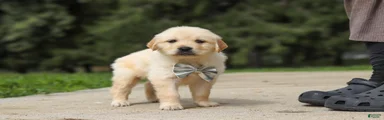 Baxter