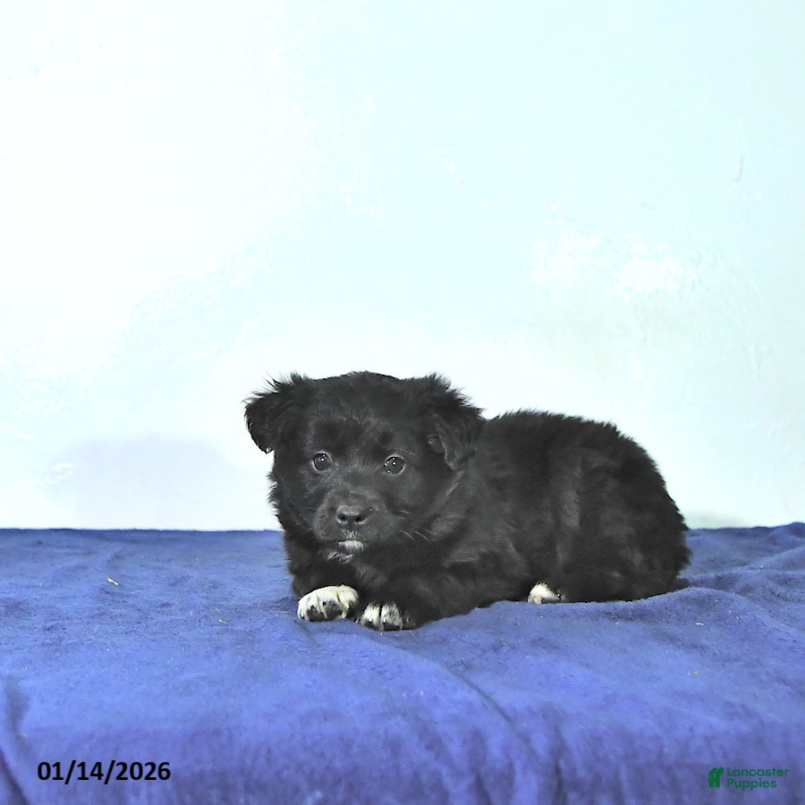 Mixed Breed dogs Dallas - Ad 2