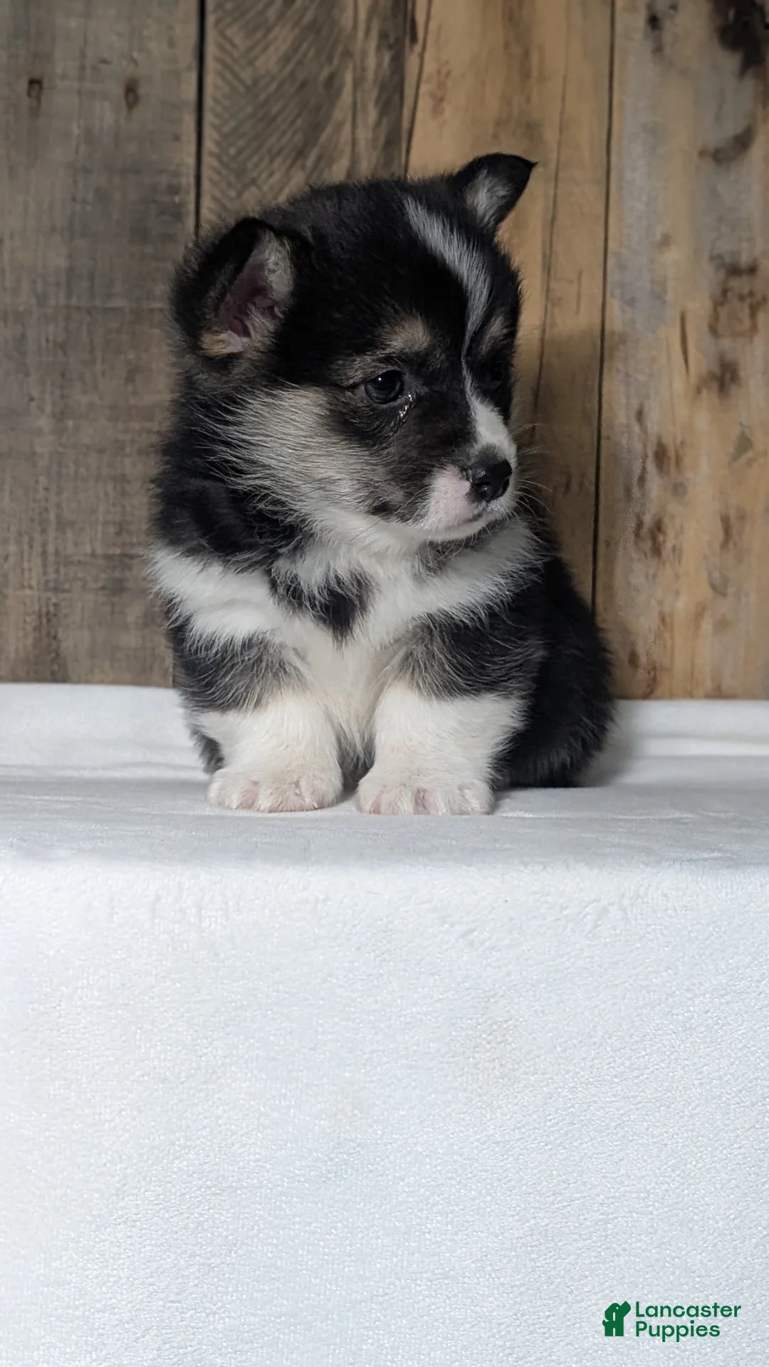 Welsh Corgi Pembroke dogs for sale: Nemo - Ad 8