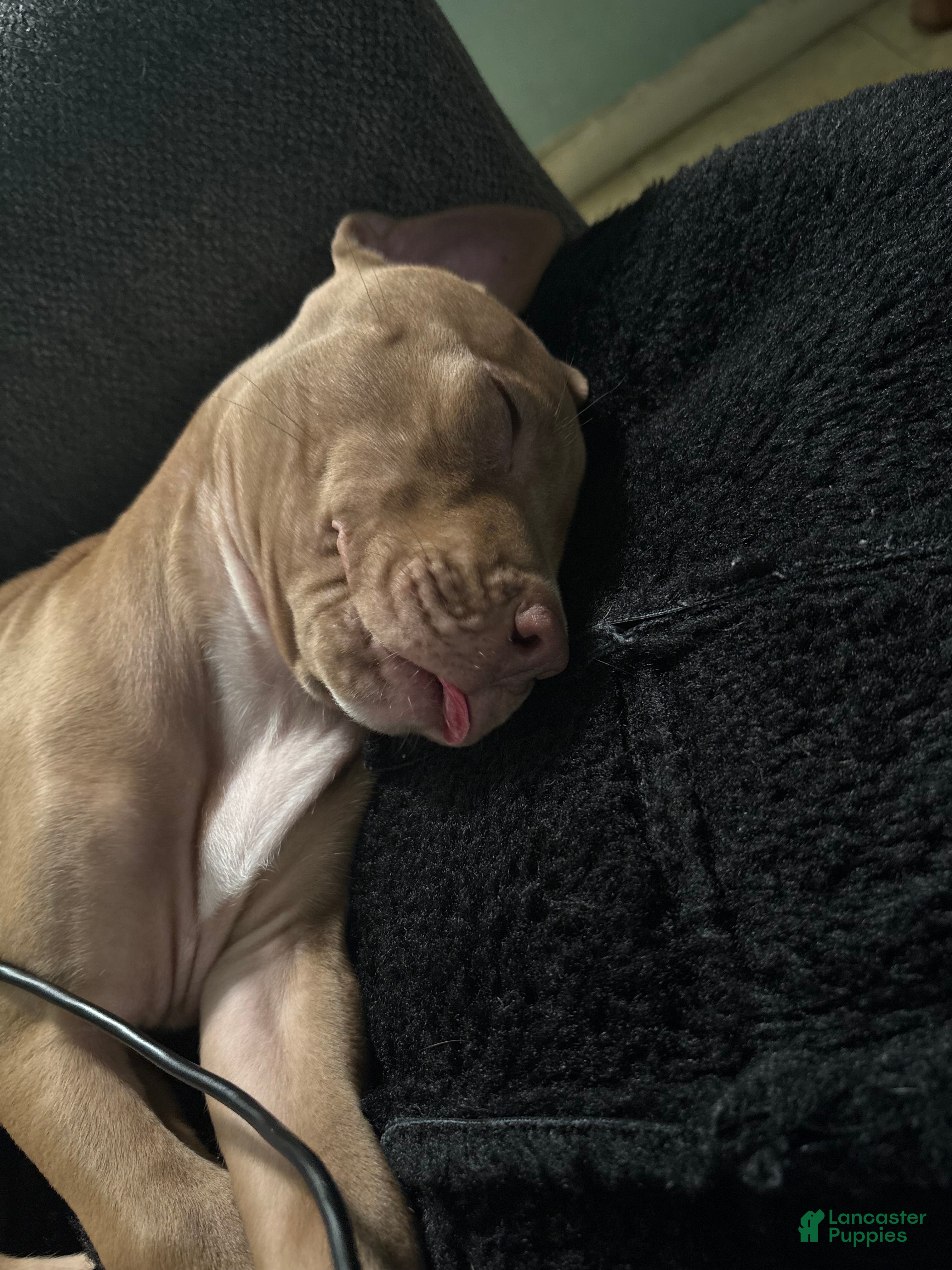 American Pit Bull Terrier dogs American Pit Bull Terrier Puppy 9 - Ad 16