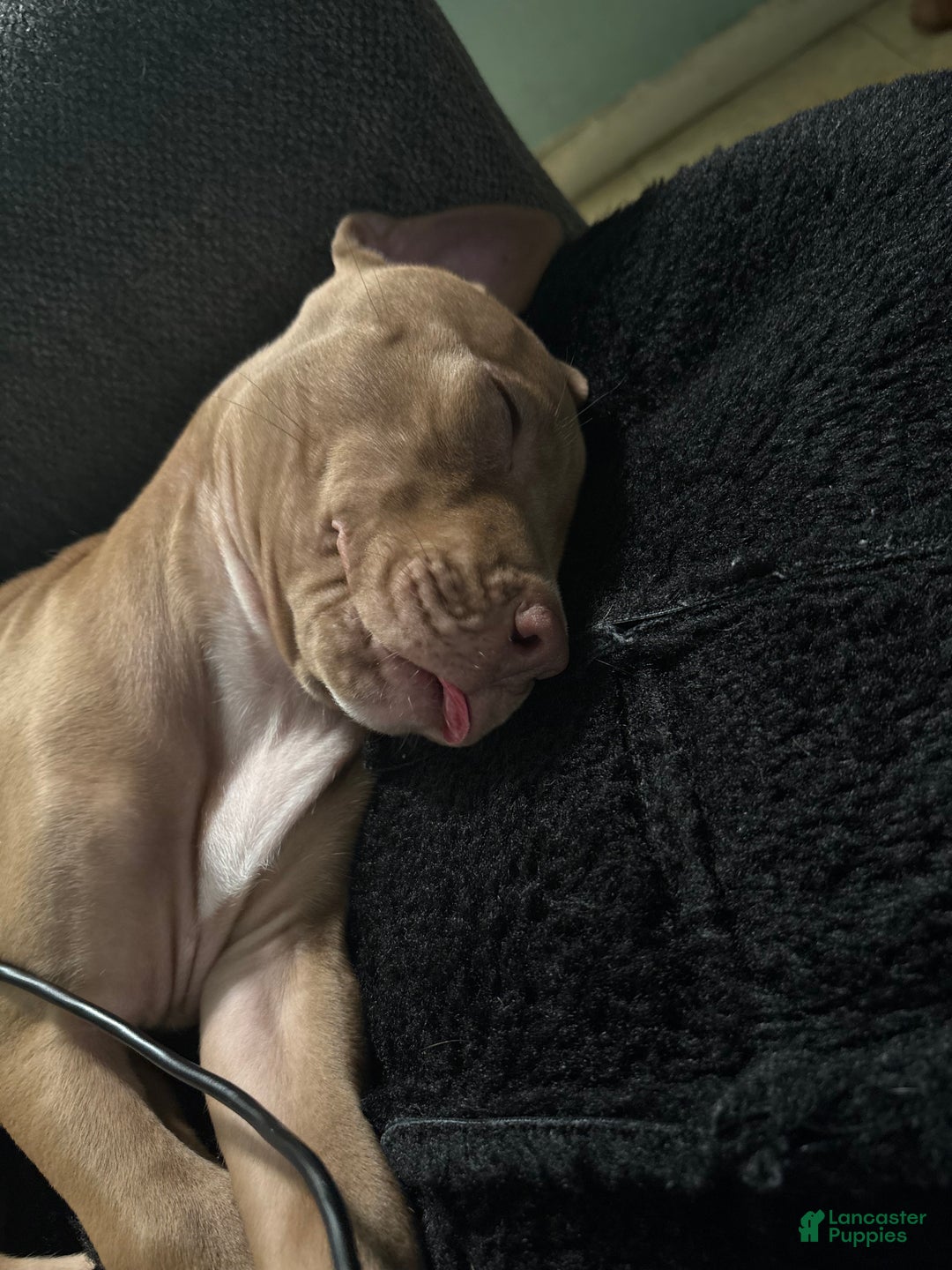 American Pit Bull Terrier dogs for sale: American Pit Bull Terrier Puppy 9 - Ad 1