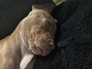 American Pit Bull Terrier dogs American Pit Bull Terrier Puppy 9 - Ad 16