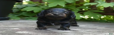 Otis