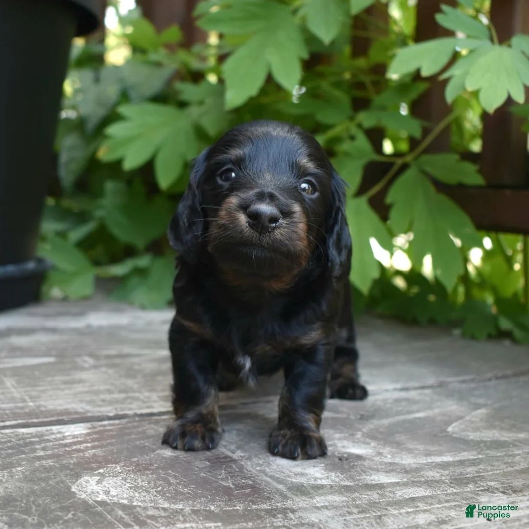 Miniature Dachshund dogs for sale: Otis - Ad 1