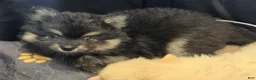 Pomsky dogs for sale: Black boy - Ad 4