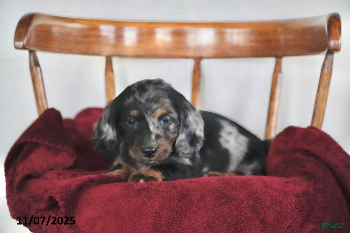 Miniature Dachshund dogs Snuggles   - Ad 15