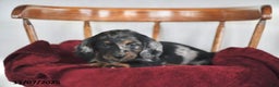Miniature Dachshund dogs for sale: Snuggles   - Ad 1