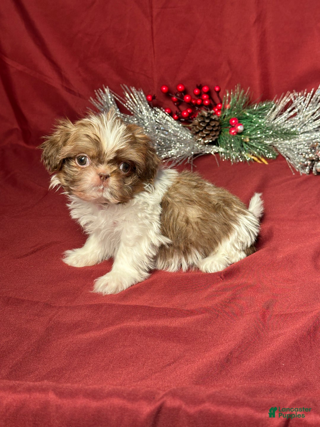 Shih Tzu dogs for sale: Max - Ad 2