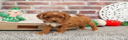 Cavapoo dogs for sale: Baxter - Ad 2