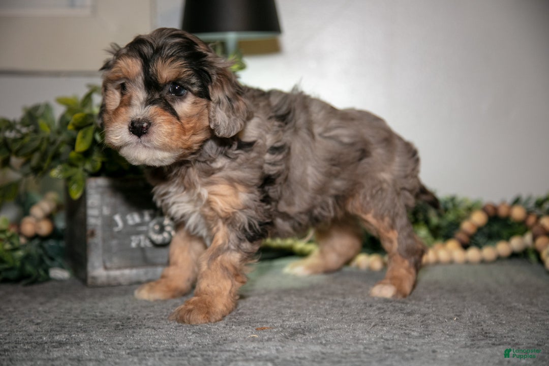 Cavapoo dogs for sale: Marv - Ad 3