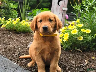 Golden Retriever dogs for sale: Randy - Ad 4